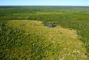 overlook image of a lush green beaver dam formed along a pond with trees surrounding it