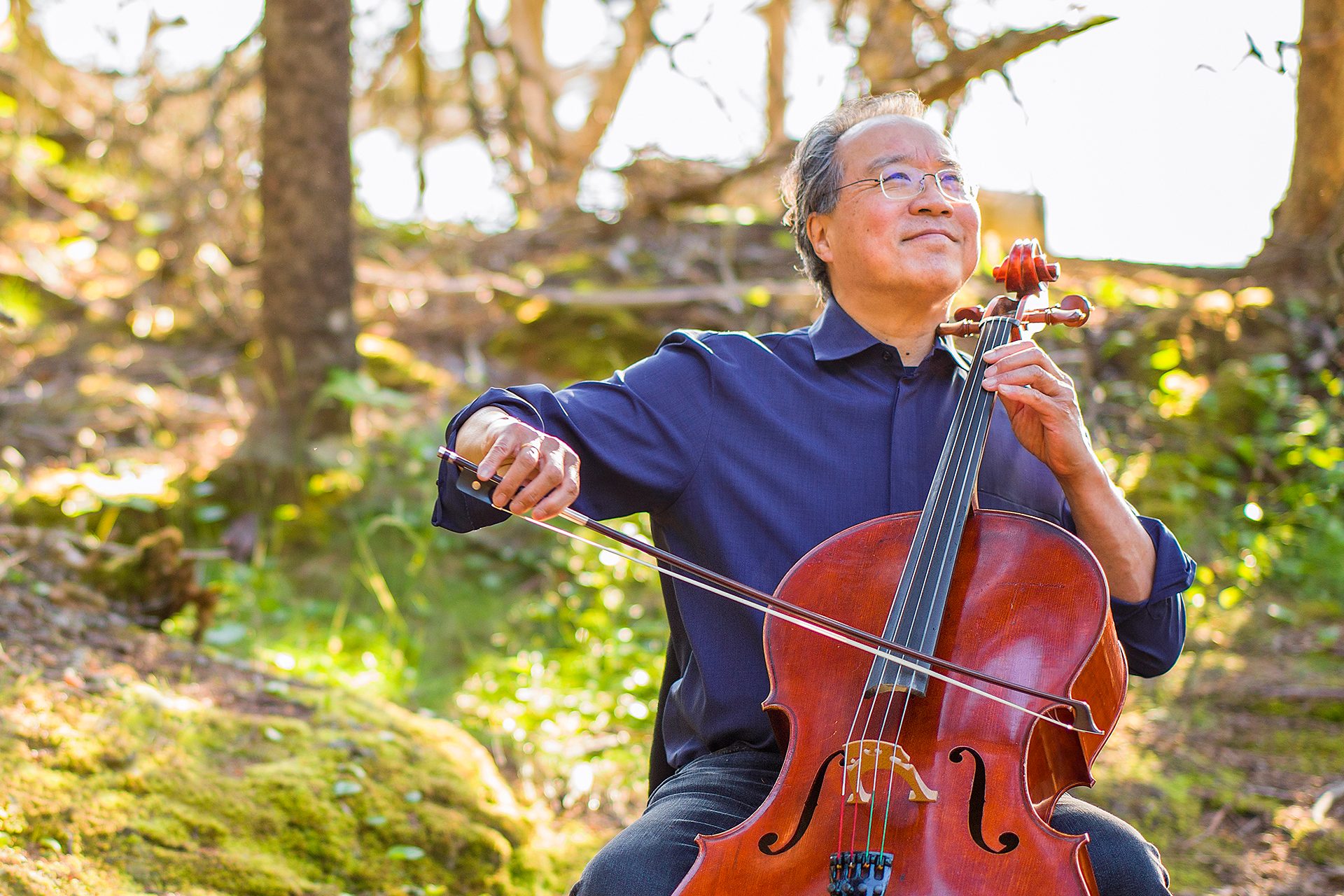 Person playing cello outdoors among trees with sunlight filtering through.